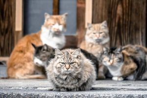 大阪に存在する空き家の実態